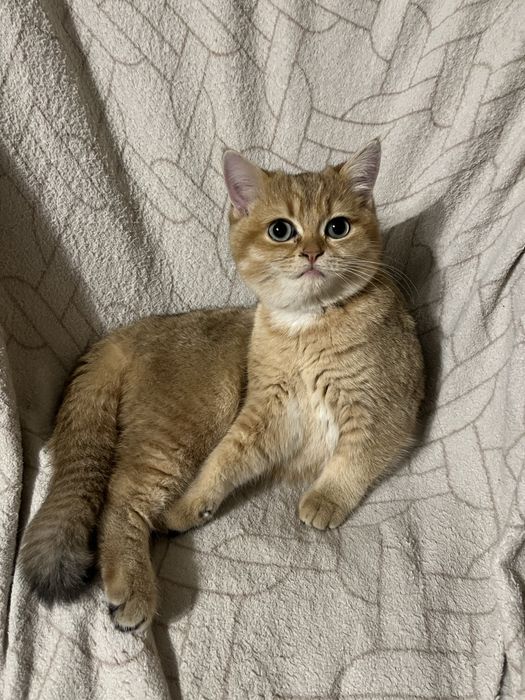 Кошенята британська золота шиншила