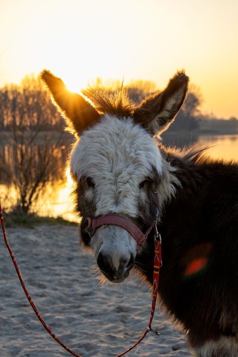 Ośliczka, samiczka osiołka