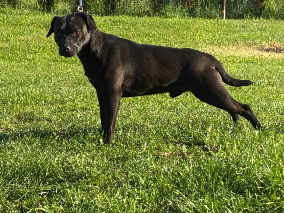 Patterdale Terrier ZKwP