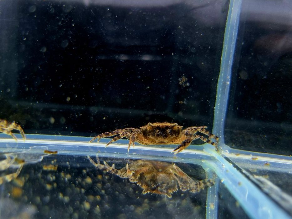 Krab Mekhong akwariowy krab wodny