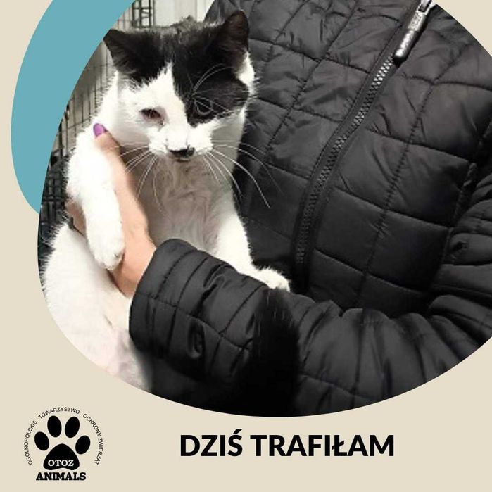 Znaleziono kotkę - Sławoszyno/Dabrówka k. Wejherowa