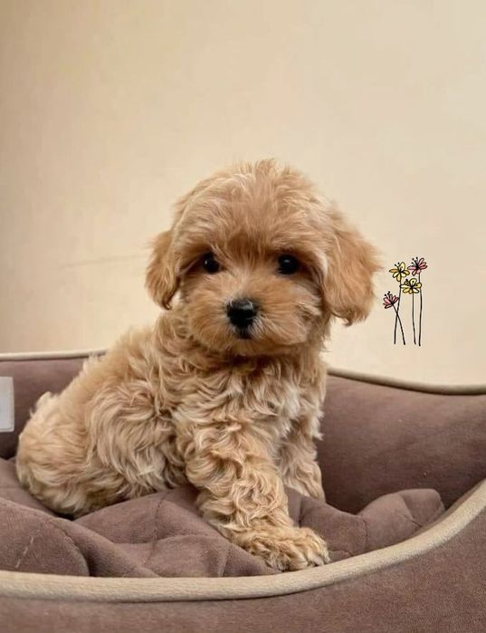 Щенки мальтипу. Мальчики