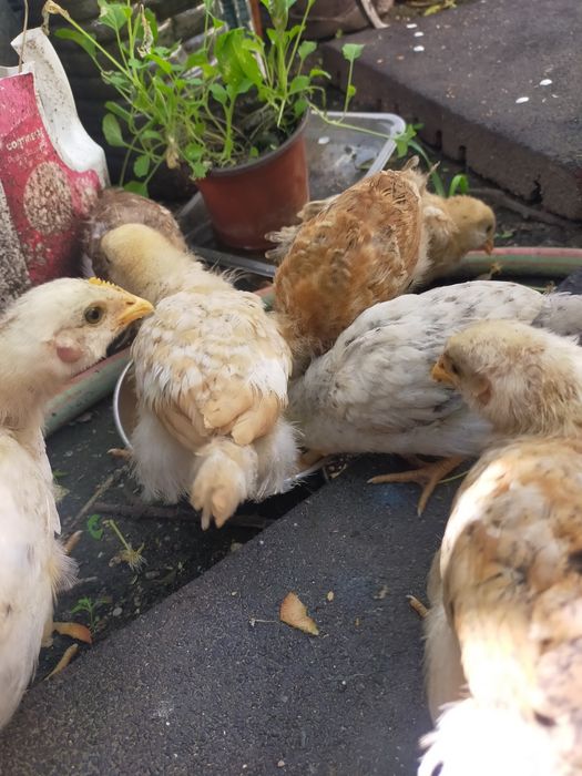 Vendo pintos alimentados com alimentação biológica