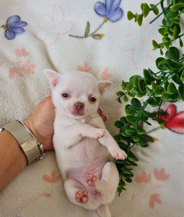 Excecional menino mini Chihuahua/Chiuaua,Qualidade, LinhagemRussa