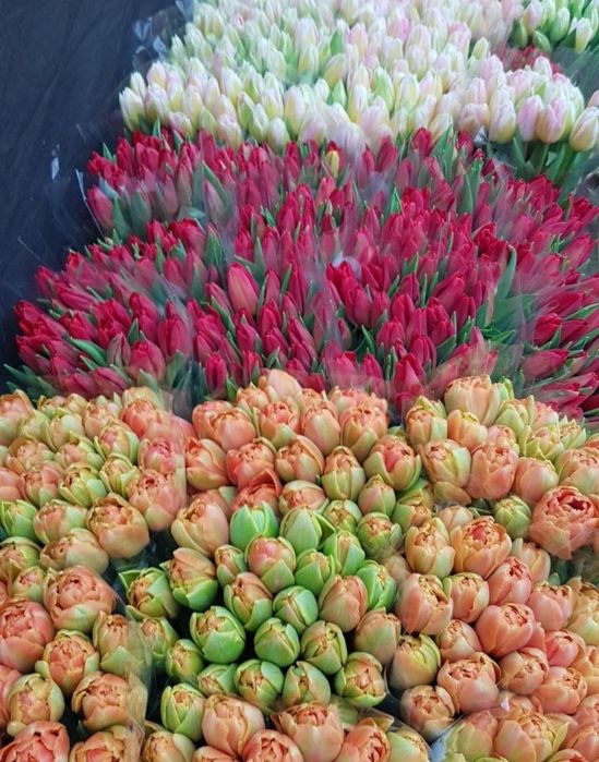 Цибулини тюльпанів на кг мікс