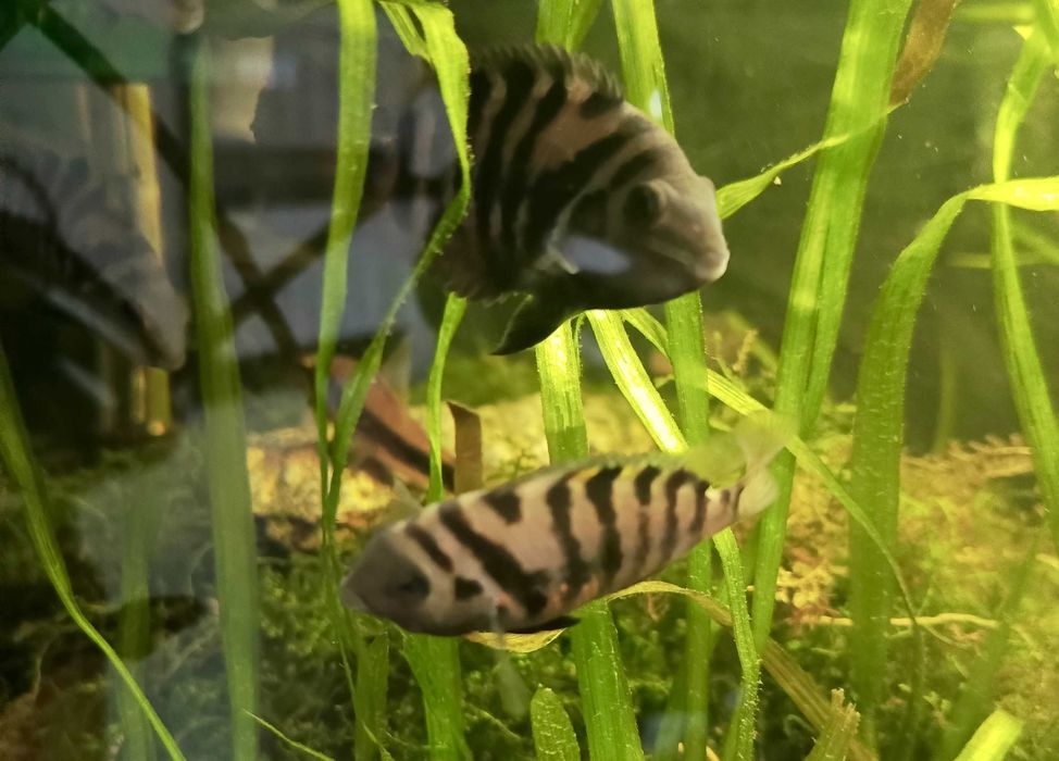 Sprzedam Rybki - Pielęgnica Zebra, Barwniak czerwonobrzuchy