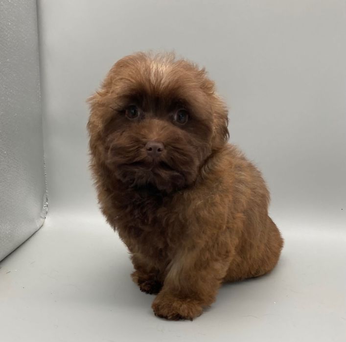 Супер- няшка дівчинка- цуценя Мальтипу шоколад колор-пойнт