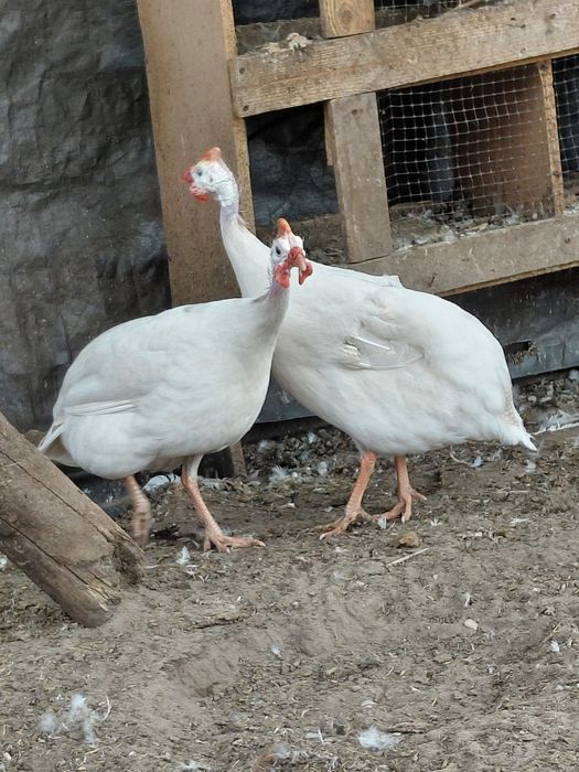 Sprzedam perlika pinto cynamon
