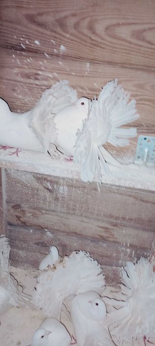 Pawiki Chalin Ryszarda