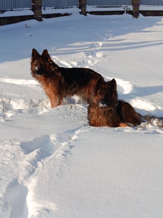 Німецька вівчарка