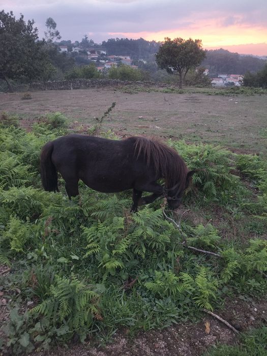 Pônei fêmea mansinha