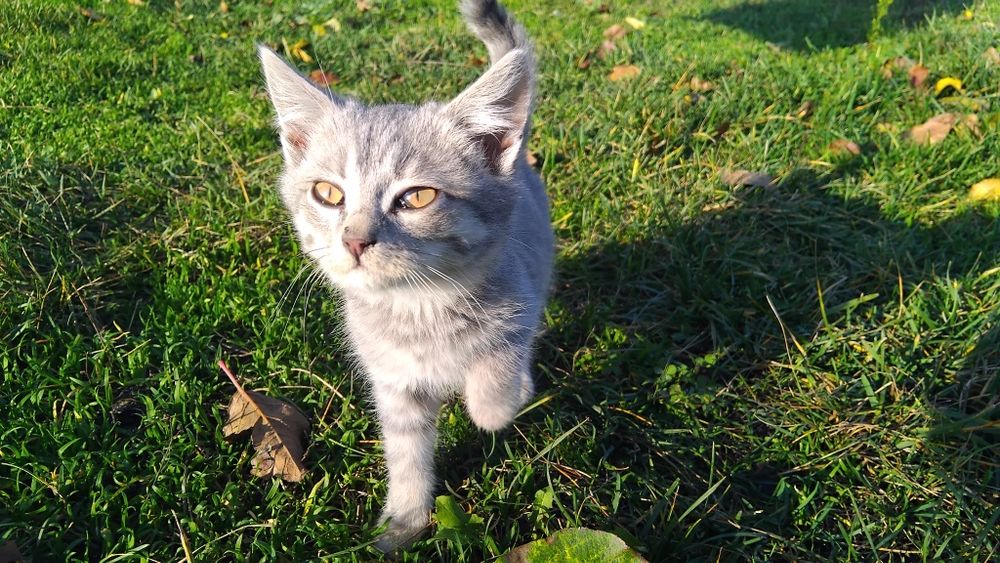 Віддам в добрі руки кішечок