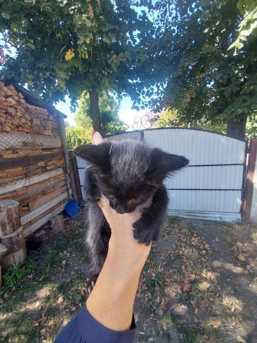 Віддам в хороший теплий ДІМ