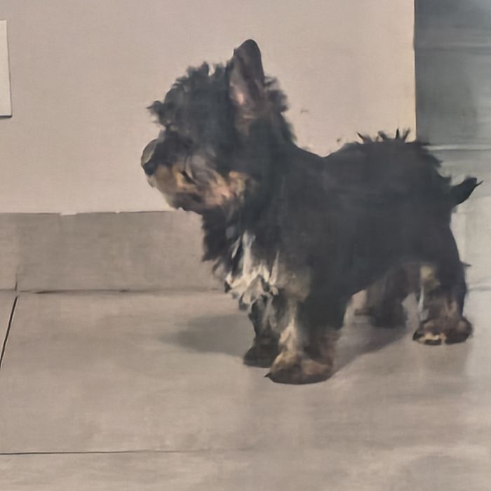 Yorkshire terrier sunia