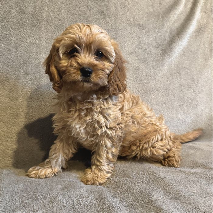 ^^SUCZKA^^Cavapoo