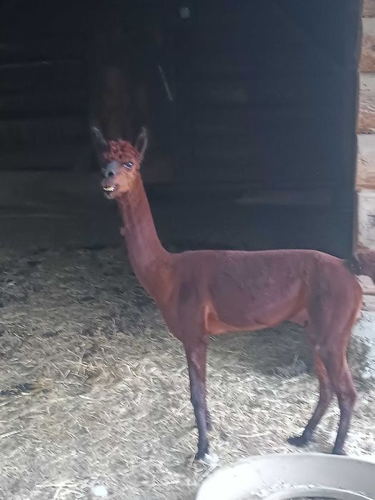 2 samce Alpaki na sprzedaż