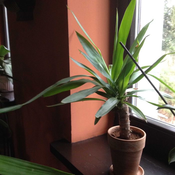 kwiaty doniczkowe monstery