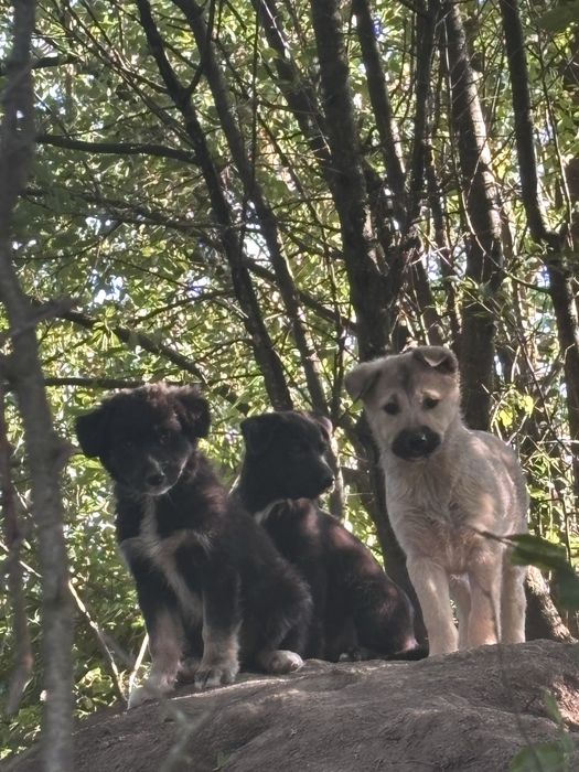 Цуценя в добрі руки