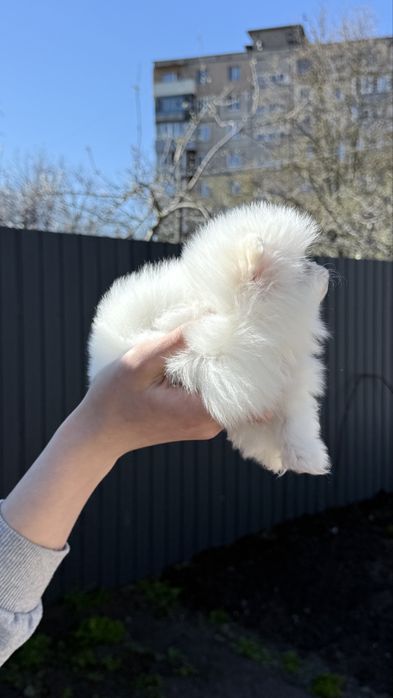 Продажа померанский шпиц