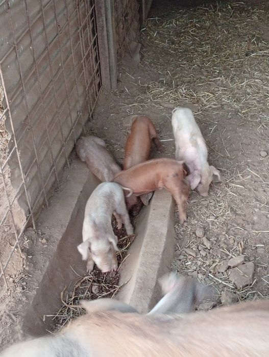 Leitões para criar ou assar