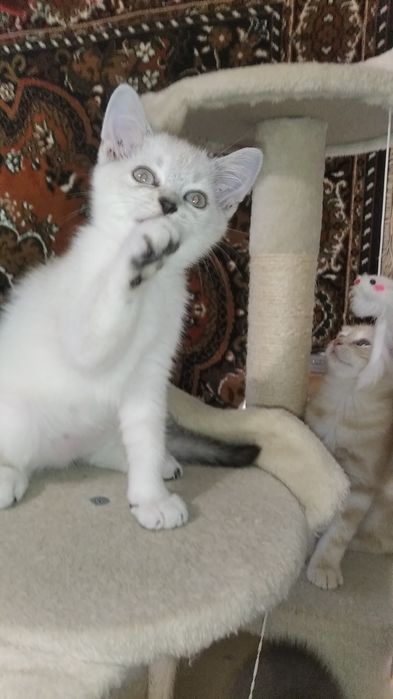 Мальчики шотландики