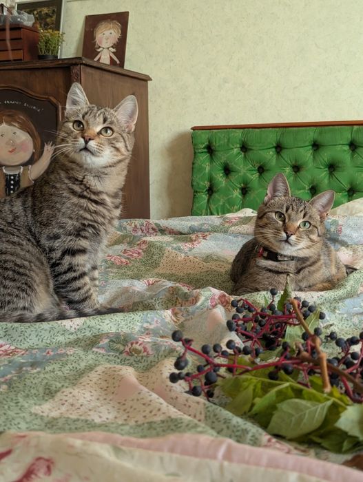 Кошенята Кекс та Гарбузик шукають родину