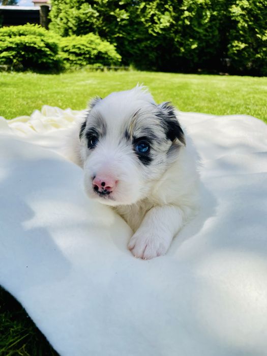 Border collie / blue merle / szczeniak/ suczka / rodowód