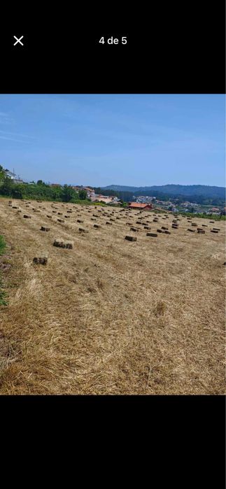 Feno/Palha  de Boa Qualidade