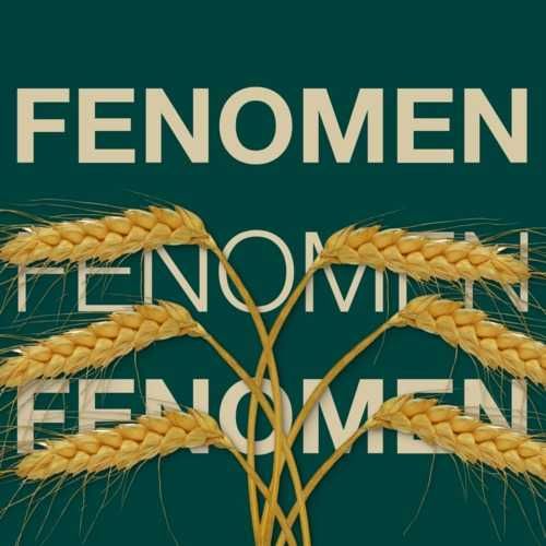 sprzedam pszenicę wąsatkę Fenomen