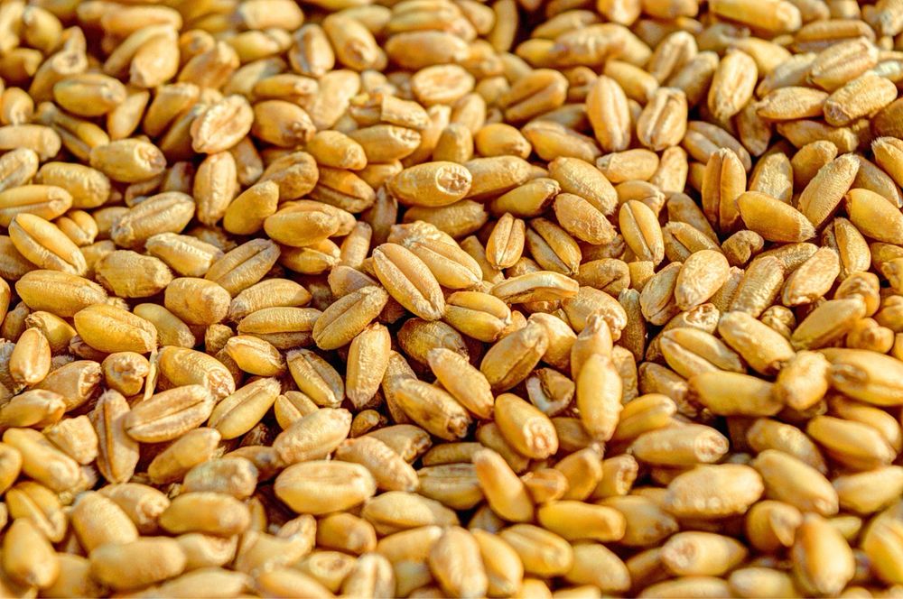 Продам зерно Пшениця  Ячмінь