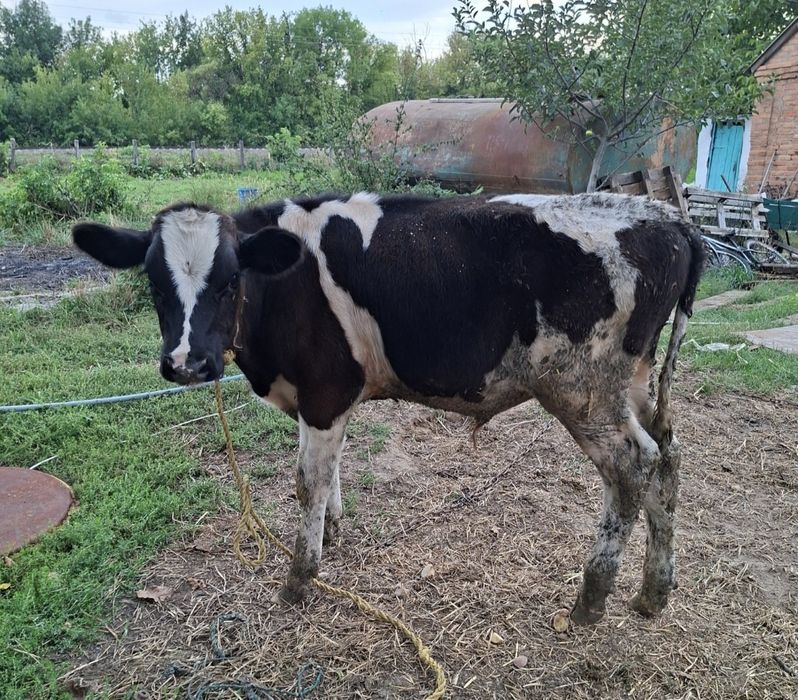 Продам бички на тримання