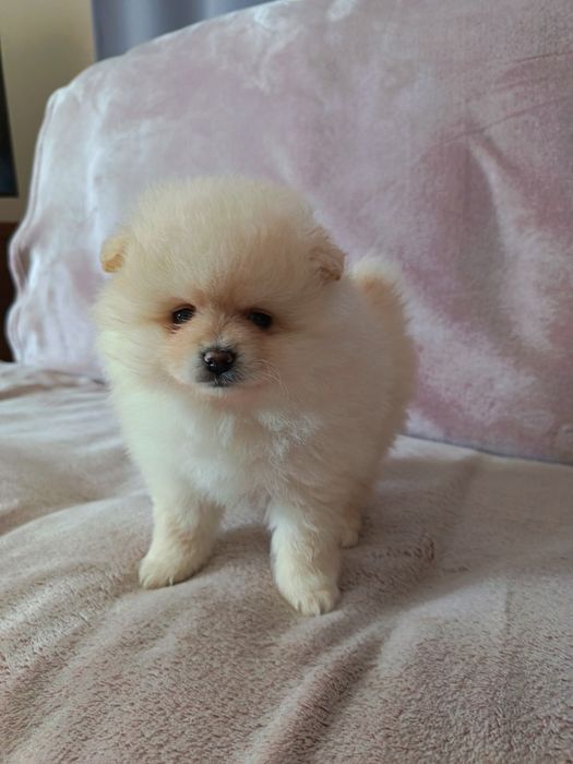 Szpic miniaturowy/pomeranian