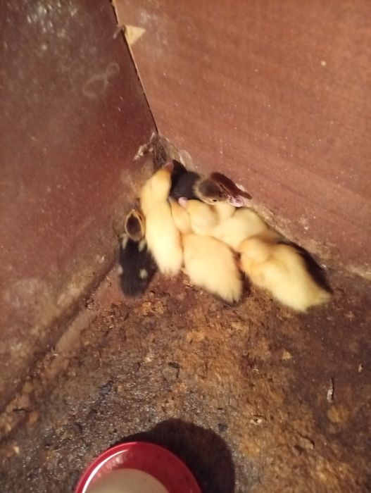 Patos mudos com 6 dias de nascidos adoram tomar banhinho super meiguinhod