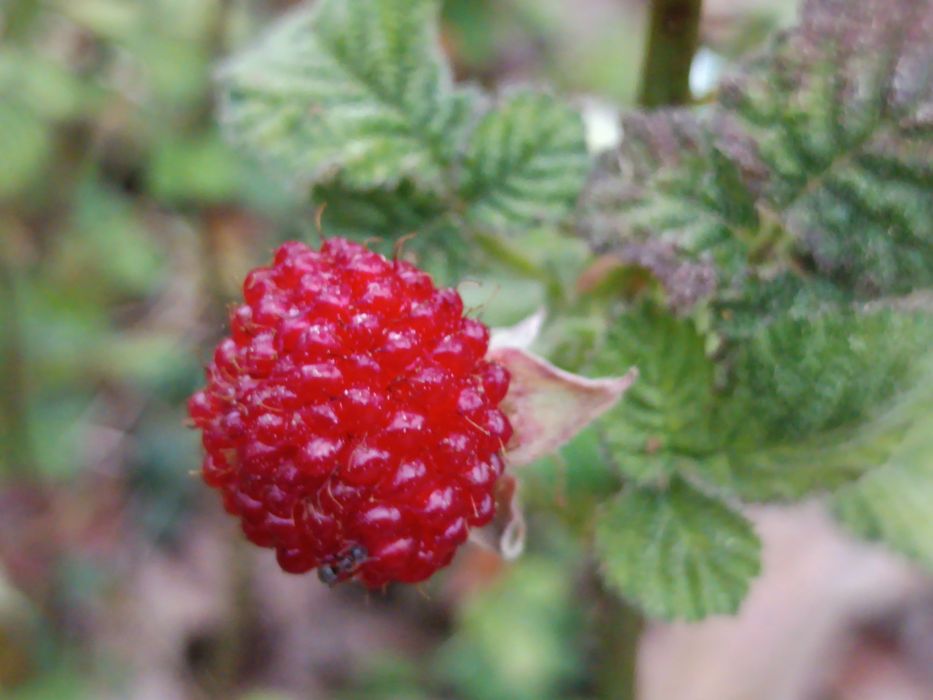 Framboesa Chinesa - Rubus Hirsutus