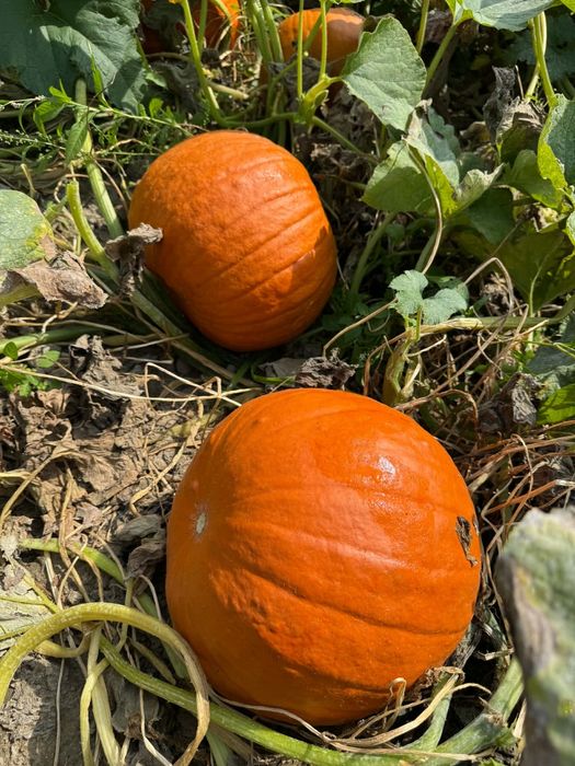 Dynie ozdobne jadalne halloween hokkaido bambino