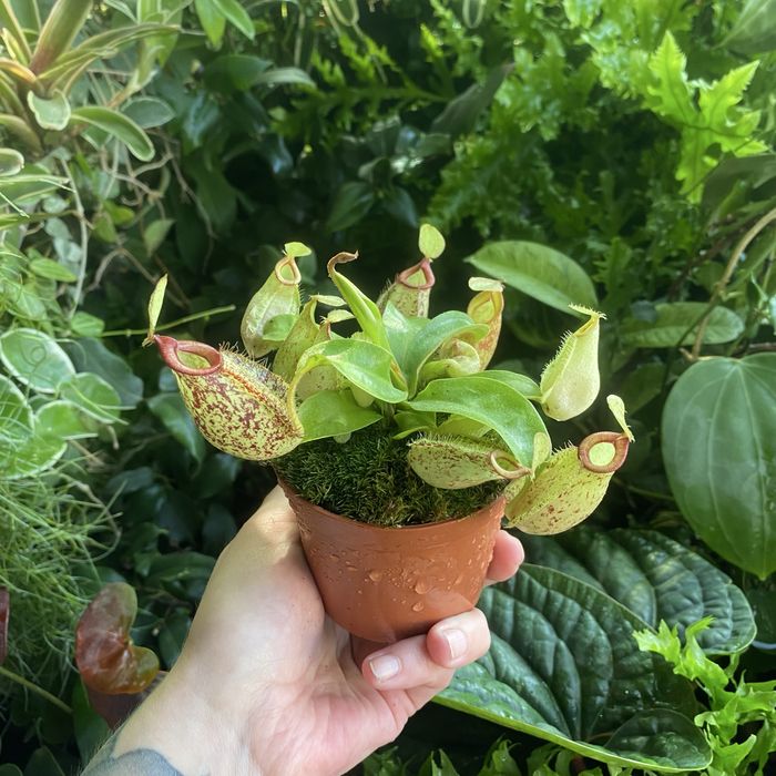 Непентес Nepenthes hookeriana
