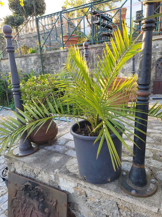 Planta exterior cedros