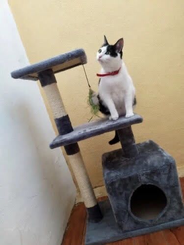 Arranhadores (árvores) para gatos - oferta dos portes!