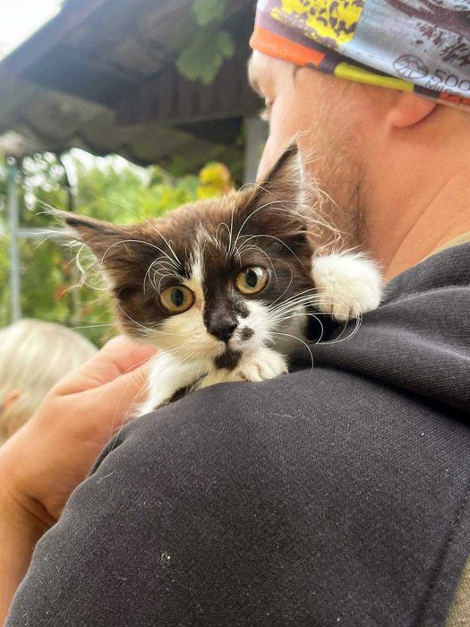 Кошеня хлопчик шукає дім