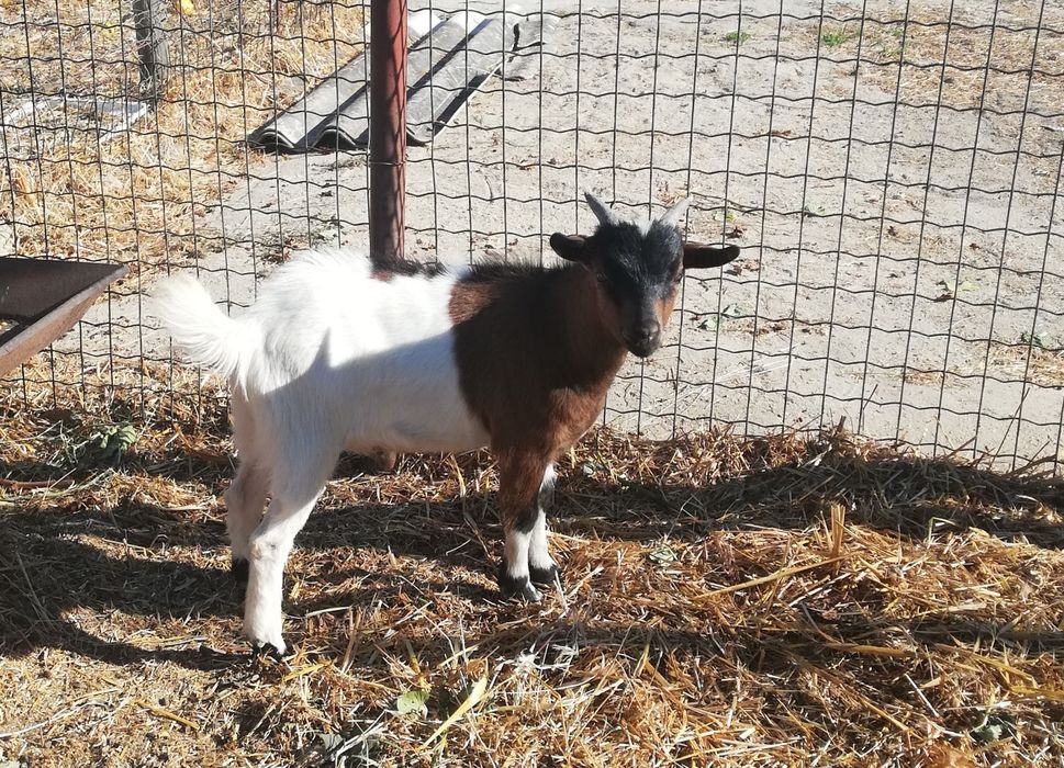 Cabrito de raça anã