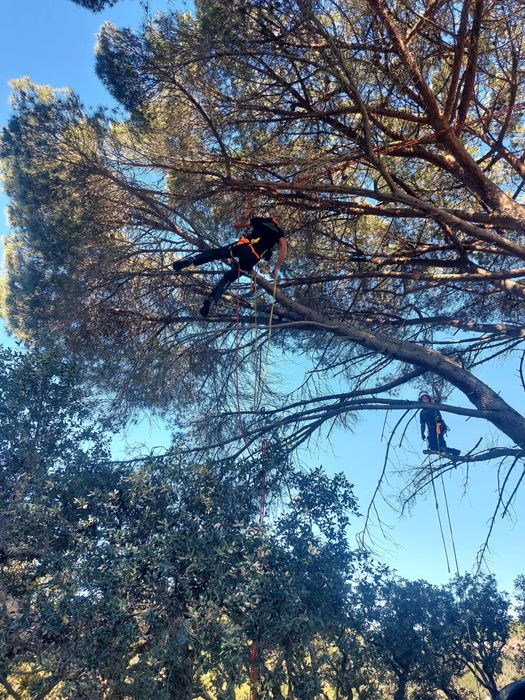 Corte e poda de árvores em altura