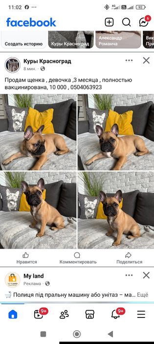 Продам щенка французского бульдога