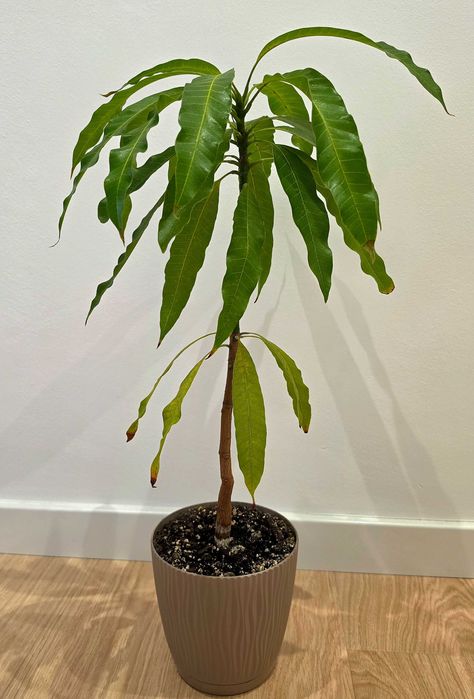 Drzewko mango 4-letnie z Wysp Kanaryjskich 47cm