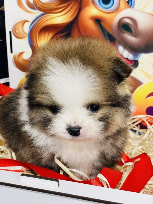 Міні хлопчик мішка