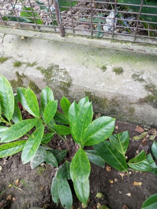 Лавровишня є як насіння,кущик і великий кущ