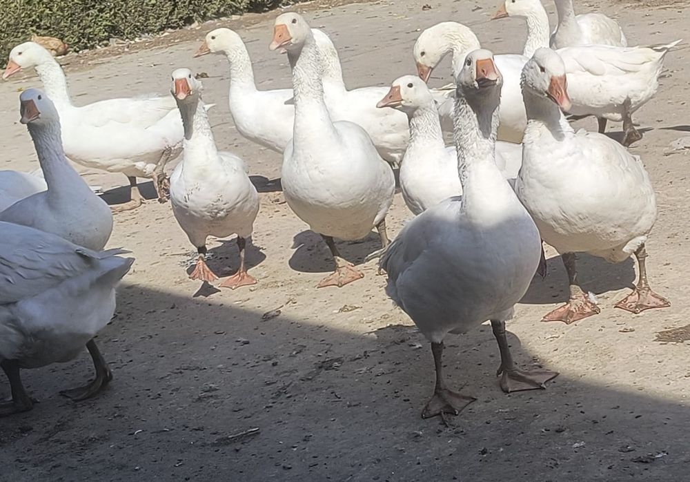 Tuszka tusza gęsi gęś mięso swojskie