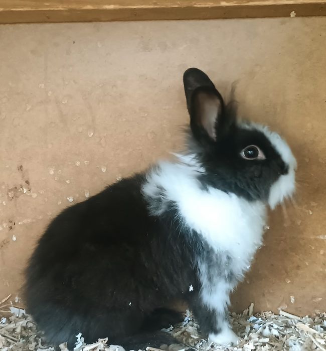 Młode samczyki miniaturki