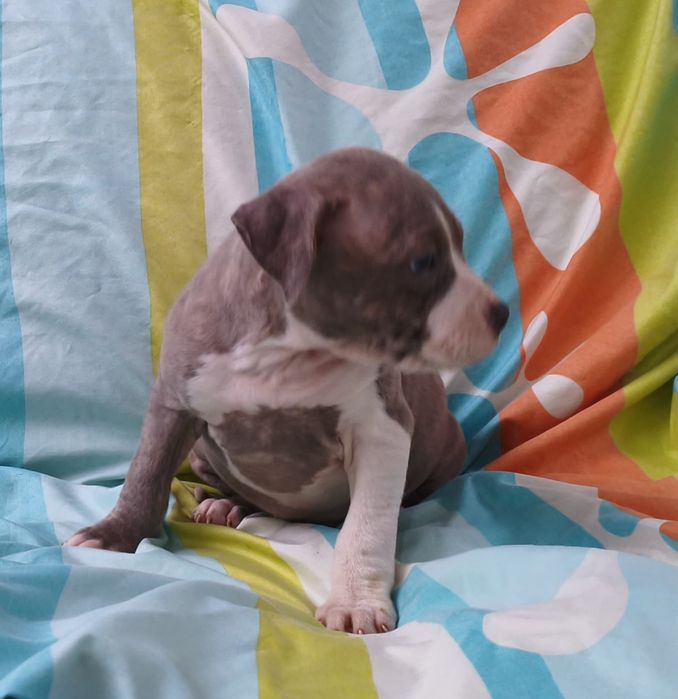 American pitbull fêmea