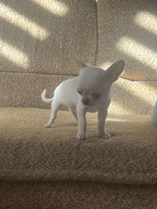 Міні хлопчик чихуахуа