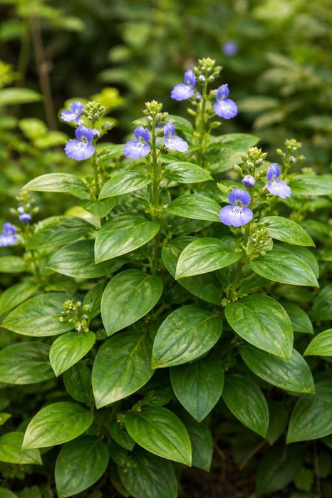 Planta Cogumelo - Rungia Klossii